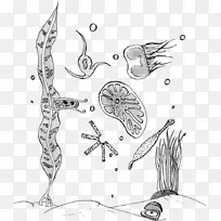浮游生物和凯伦着色书浮游植物绘图