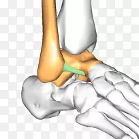 拇指髋踝关节韧带距骨