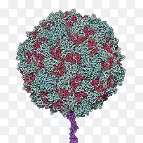 脊髓灰质炎病毒cd 155疫苗脊髓灰质炎受体可爱的病毒细胞
