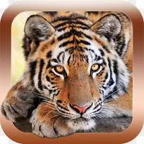 儿童动物-动物声音及图片动物声音游戏动物声音动物园儿童安卓-西伯利亚虎