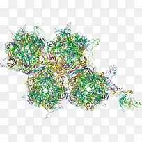 花卉设计花草-无菌病毒抗体
