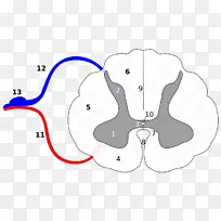 脊髓延髓，脊髓神经，前灰质，中央管-碳酸盐灰质