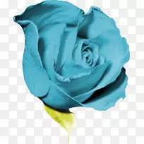 花园玫瑰蓝玫瑰花瓣剪贴画
