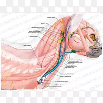 肌肉颈血管肌肉系统人体解剖颈部血痕