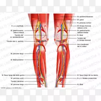 膝肌系统小腿腓骨