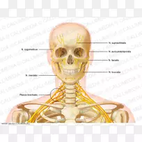 头颈解剖骨人体解剖