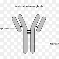 单克隆抗体免疫球蛋白轻链血浆细胞骨髓瘤蛋白-血液