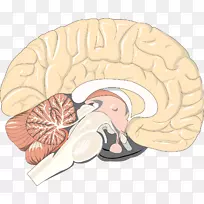 脑松果体微塑料病研究.载体人脑