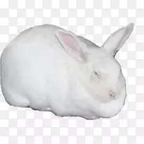 家养兔鼻兔-小白兔