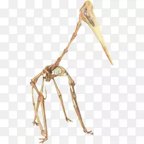 晚白垩世马斯特里赫特龙(Quetzthiatlus Hatzegopteryx Thalassodromeus)-恐龙