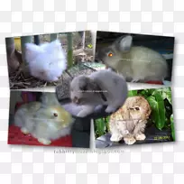 家养兔仓鼠须动物-兔