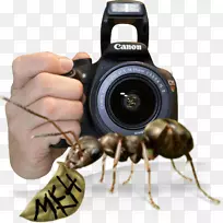 害虫-昆虫