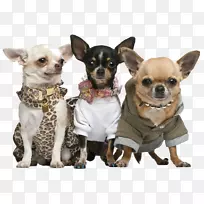 奇瓦瓦小狗，大鼠猎犬，犬种-小狗