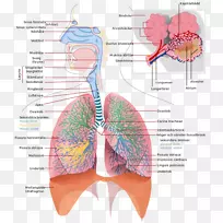 呼吸系统呼吸道呼吸肺人工呼吸