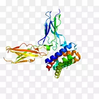 干扰素Ⅲ型白介素29白介素28受体蛋白
