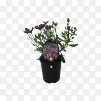 薰衣草花盆室内植物紫切花-阳台植物装饰18 0 1