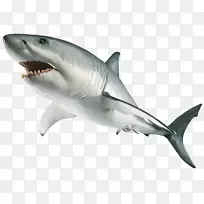 终极贴纸书：冷冻鲨鱼贴纸平装书多林金德斯利-大白鲨