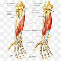 指趾深屈肌、前臂桡侧屈肌-水中令人愉悦的肌肉