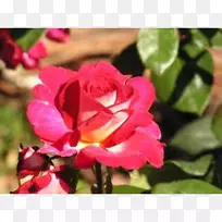 花卉花园玫瑰粉红色灌木-玫瑰