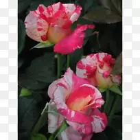 玫瑰切花粉红色植物-玫瑰