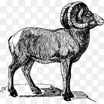 大角羊绘画剪贴画-绵羊