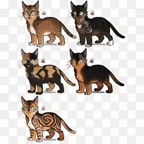 小猫，小猫
