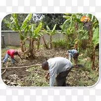 农作物植物群落土壤种植农工植物