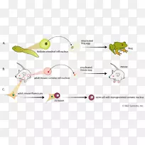 青蛙克隆体细胞核移植-青蛙