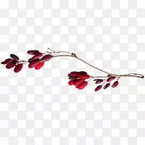 浆果八角夹艺术-红色植物