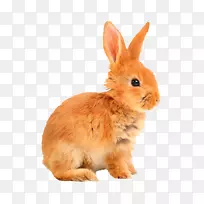 国内兔欧洲兔贴纸-兔