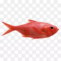 红鳍鱼北红鱼红乌鱼海产鱼