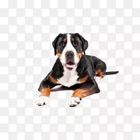 犬种：瑞士大山犬伯恩塞山犬阿彭泽勒山犬
