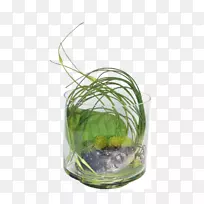 餐桌玻璃花盆草.玻璃