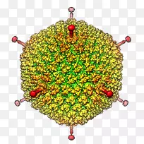 低温电镜病毒腺病毒-红色异基因病毒细胞