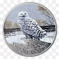 加拿大银币猫头鹰