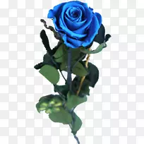 蓝玫瑰花园玫瑰蜈蚣玫瑰切花