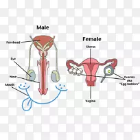 女性生殖系统-人体-他人