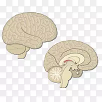 大脑运动前皮层初级运动皮层视觉皮层大脑皮层-大脑