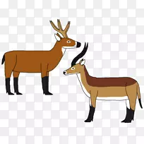 羚羊，有蹄类，麝香，驯鹿，麋鹿-驯鹿