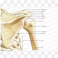 拇指肩胛骨解剖臂