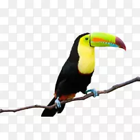 Toco Toucan