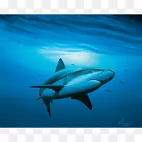大白鲨虎鲨帆布图案-大白鲨