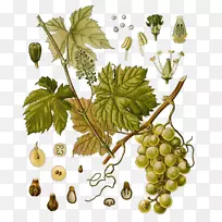 葡萄酒-葡萄酿造-年份葡萄酒