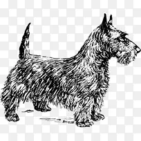 苏格兰猎犬，光滑狐狸猎犬，凯伦猎犬，约克郡猎犬，波士顿猎犬