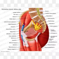 骶骨腰丛肌