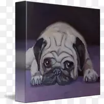 帕格小狗品种玩具狗画廊包装-小狗