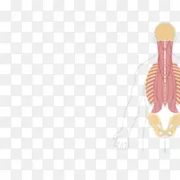 腰方肌起源与插入股方肌解剖