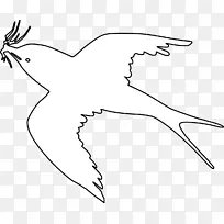 黑白可食燕窝喙