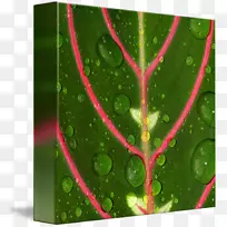 叶绿色水-科幻小说四边形装饰背景