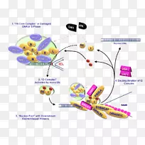 范可尼贫血，补体c fanca BRCA 1 BRIP 1